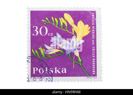 Pologne - circa 1964 : un timbre est imprimé en montre le freesia Banque D'Images