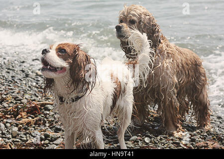 Les chiens jouant sur la rive de la Méditerranée. Banque D'Images