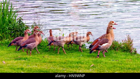 Oies égyptiennes, Alopochen aegyptiacus,bébés et marcher sur l'herbe près de l'eau Banque D'Images