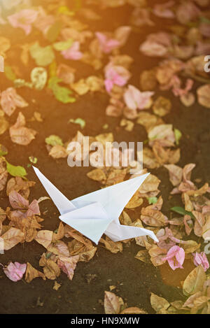 Un livre blanc crane sur le sol avec des feuilles sèches Banque D'Images