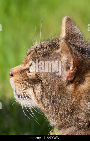 Gros plan sur le visage du chat sauvage européen. Felis silvestris Banque D'Images