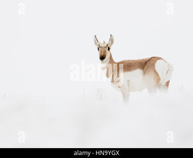 L'antilope femelle près de dans des conditions de voile blanc dans la neige en hiver Banque D'Images