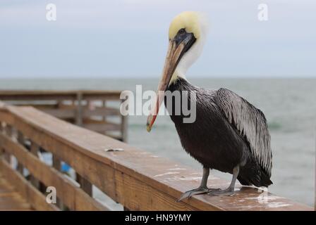 Un pélican brun (Pelecanus occidentalis) debout sur un quai de pêche dans l'espoir d'un poisson Banque D'Images