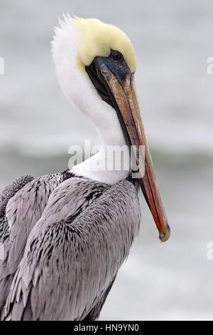 Un pélican brun (Pelecanus occidentalis) près de la tête Banque D'Images