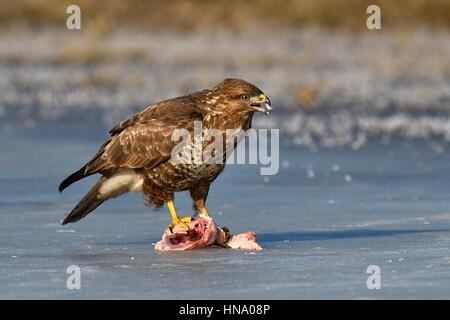 Buzzard (Buteo buteo) Comité permanent sur l'appât, Province de Lodz, Pologne Banque D'Images