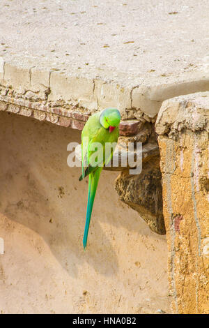 Un perroquet vert, ou Rose-Ringed perruche, au Rajasthan, Inde du Nord. Banque D'Images