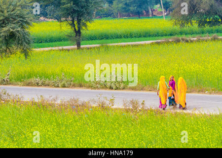 Abhaneri, Inde, 21 janvier 2017 - Trois femmes marcher sur une route, après les champs de moutarde à Abhaneri, Rajasthan, Inde. Banque D'Images