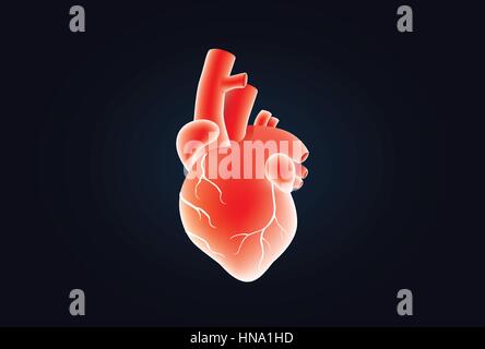 Coeur humain vector couleur rouge sur noir. Illustration à propos de médecine et d'anatomie. Illustration de Vecteur