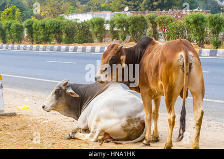 Deux taureaux à côté d'une route au Rajasthan, Inde. Banque D'Images