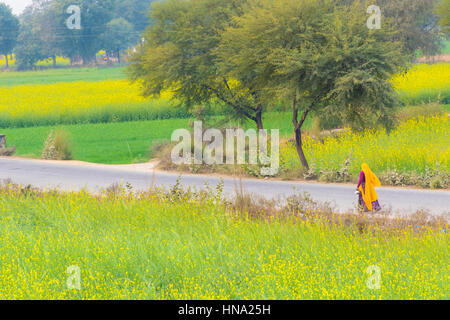 Abhaneri, Inde, 21 janvier 2017 - une femme marche sur une route, après les champs de moutarde à Abhaneri, Rajasthan, Inde. Banque D'Images