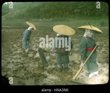 Herbert Geddes, La vie au Japon, ca. 1910 - Les femmes préparer champ de riz dans la boue Banque D'Images