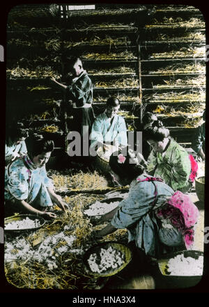 Herbert Geddes, La vie au Japon, ca. 1910 Silk-Worms - alimentation Banque D'Images