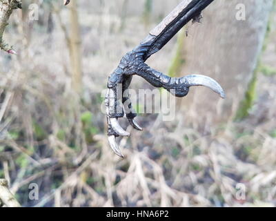 J'ai trouvé cet oiseau pied suspendu dans un arbre et j'ai pensé qu'il avait l'air incroyable. Banque D'Images