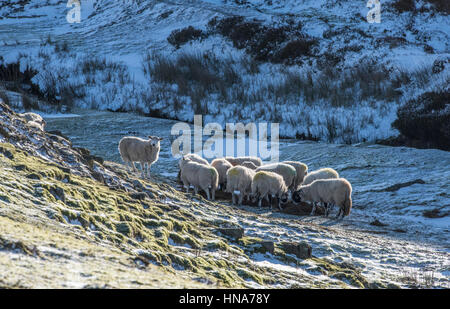 Les agnelles (ovins) sur l'alimentation à l'ensilage, Swaledale Grinton Mill Banque D'Images