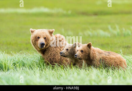 Un ours brun (Ursus arctos) revient sur ses deux petits les hautes herbes dans les cariçaies à McNeil River State Game Sanctuary, Alaska Banque D'Images