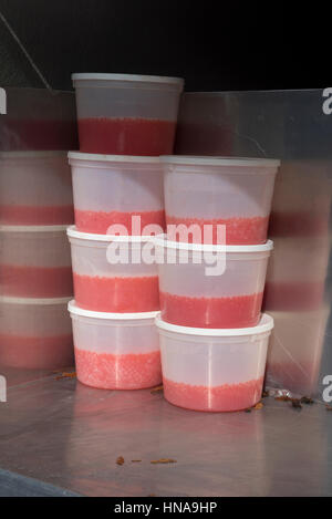 Bains à remous contenant des oeufs de saumon quinnat prêt à être transporté jusqu'à l'écloserie de Robertson, bassins d'élevage. Banque D'Images