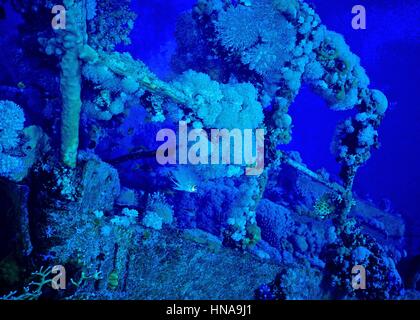 Une demoiselle (Amblyglyphidodon leucogaster) à côté de l'arc incrustés de corail d'un rails 1950 shipwreck photographié dans la mer Rouge Egyptienne. Banque D'Images