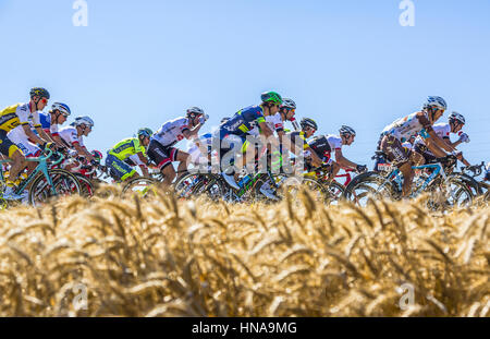 Saint-Quentin-Fallavier,France - Juillet 16, 2016 : le peloton équitation dans une plaine de blé au cours de l'étape 14 du Tour de France 2016. Banque D'Images