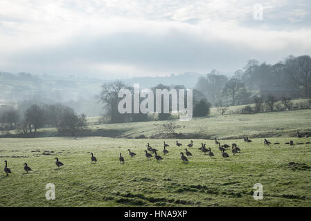 Troupeau d'oies dans un champ d'herbe rosée sur un matin d'hiver brumeux dans la campagne anglaise. Banque D'Images