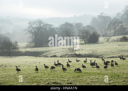 Troupeau d'oies dans un champ d'herbe rosée sur un matin d'hiver brumeux dans la campagne anglaise. Banque D'Images