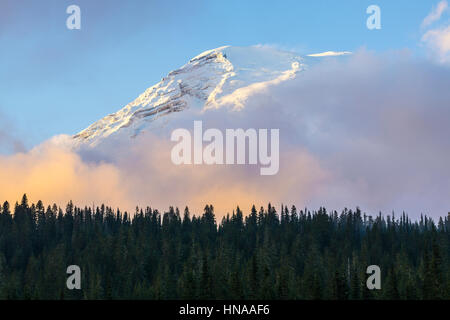 Mt Rainier au coucher du soleil avec brouillard au-dessus de la forêt. Banque D'Images