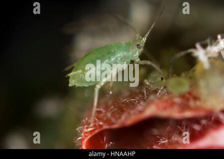 Serre puceron, Aulacorthum solani, sur le bouton floral d'une plante d'hibiscus Banque D'Images