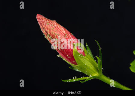 Serre puceron, Aulacorthum solani, sur le bouton floral d'une plante d'hibiscus Banque D'Images