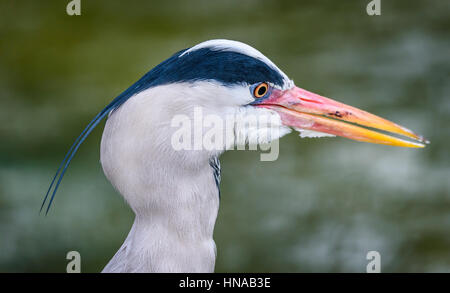 Le bihoreau gris (Nycticorax nycticorax). Ces oiseaux s'arrêter au bord de l'eau et attendre d'embusquer les proies, principalement la nuit. Banque D'Images