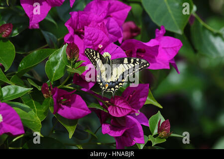 Papillon machaon papillo communs se nourrissent de bouganivillea glabra fleur en Italie par Ruth Swan Banque D'Images