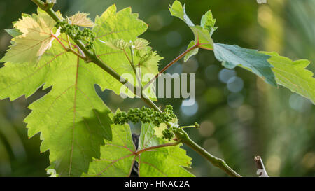 Grappe de raisins à la vigne Banque D'Images