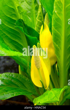 Western lysichiton (Lysichiton americanus) le long du sentier d'Cullaby Lake Wetlands, Cullaby Lake County Park, comté de Clatsop, Oregon Banque D'Images