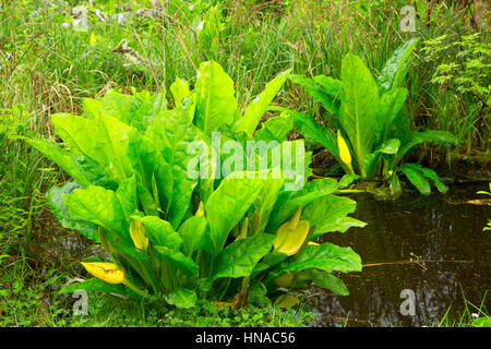 Western lysichiton (Lysichiton americanus) le long du sentier d'Cullaby Lake Wetlands, Cullaby Lake County Park, comté de Clatsop, Oregon Banque D'Images