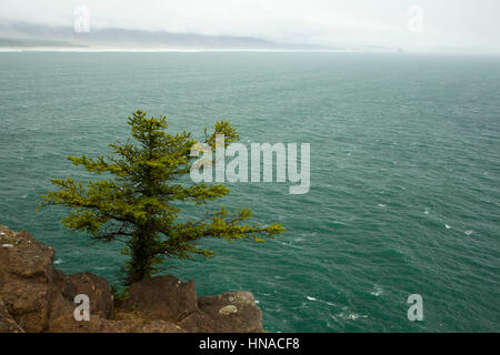 Epicéa de Sitka (Picea sitchensis) sur la falaise le long de Cape Lookout Trail, Cape Lookout State Park, New York Banque D'Images