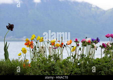 Fleurs orne le bord du Lac Léman à Montreux Banque D'Images
