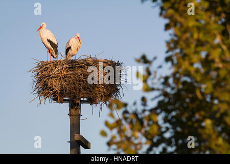 Cigogne Blanche (Ciconia ciconia) paire à nicher sur plateforme artificielle de nidification. Ivars, Lac. Lleida province. La Catalogne. L'Espagne. Banque D'Images