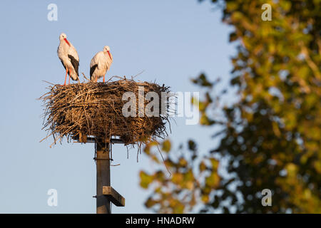 Cigogne Blanche (Ciconia ciconia) paire à nicher sur plateforme artificielle de nidification. Ivars, Lac. Lleida province. La Catalogne. L'Espagne. Banque D'Images