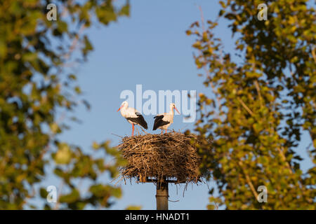 Cigogne Blanche (Ciconia ciconia) paire à nicher sur plateforme artificielle de nidification. Ivars, Lac. Lleida province. La Catalogne. L'Espagne. Banque D'Images