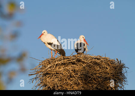 Cigogne Blanche (Ciconia ciconia) paire à nicher sur plateforme artificielle de nidification. Ivars, Lac. Lleida province. La Catalogne. L'Espagne. Banque D'Images