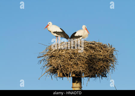 Cigogne Blanche (Ciconia ciconia) paire à nicher sur plateforme artificielle de nidification. Ivars, Lac. Lleida province. La Catalogne. L'Espagne. Banque D'Images