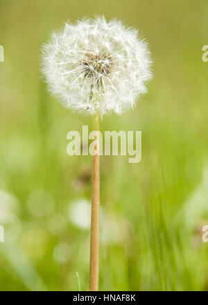 Verbluehter Loewenzahn - blowball Banque D'Images