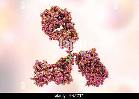 Illustration montrant la structure d'un anticorps, ou immunoglobuline, molécule. Ces molécules en forme de y avoir deux armes qui peuvent se lier à des antigènes spécifiques, par exemple les protéines virales ou bactériennes. Ce faisant, ils marquent l'antigène pour la destruction. Banque D'Images