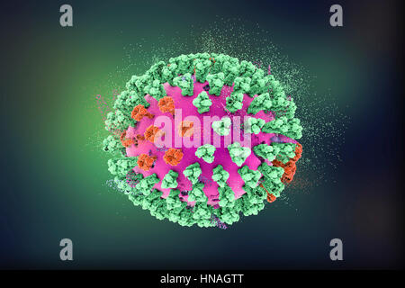 La destruction des virus de la grippe aviaire, conceptuel 3D illustration. Il s'agit d'une grippe aviaire H5N8 Particules de virus. Cette souche du virus a causé la maladie chez les oiseaux sauvages et la volaille en Europe et en Asie depuis juin 2016. Exceptionnellement, le virus provoque la mortalité chez les oiseaux sauvages, qui sont plus souvent silencieux transporteurs. En février 2017, aucun cas de la maladie ont été signalés, et le risque de transmission à l'homme devrait être faible. Banque D'Images