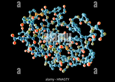 Insulin-like growth factor 1 (IGF-1), le modèle moléculaire. IGFs sont des polypeptides qui sont semblables dans leur structure moléculaire à l'insuline. L'IGF-1 est principalement sécrétée par le foie à la suite de la stimulation par l'hormone de croissance. En plus d'agir de manière similaire à l'insuline, l'IGF-1 peut également réguler la croissance cellulaire et le développement, en particulier dans les cellules nerveuses, ainsi que l'ADN (acide désoxyribonucléique) synthèse. Il joue un rôle important dans la croissance et le développement tout au long de l'enfance et à l'âge adulte. Banque D'Images