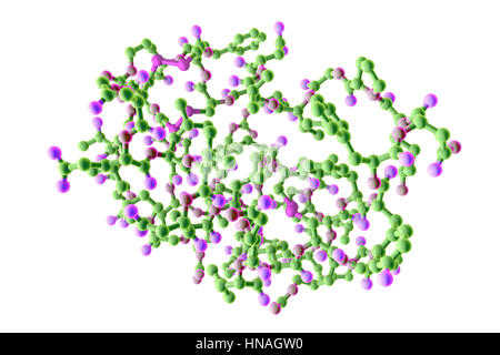 Insulin-like growth factor 1 (IGF-1), le modèle moléculaire. IGFs sont des polypeptides qui sont semblables dans leur structure moléculaire à l'insuline. L'IGF-1 est principalement sécrétée par le foie à la suite de la stimulation par l'hormone de croissance. En plus d'agir de manière similaire à l'insuline, l'IGF-1 peut également réguler la croissance cellulaire et le développement, en particulier dans les cellules nerveuses, ainsi que l'ADN (acide désoxyribonucléique) synthèse. Il joue un rôle important dans la croissance et le développement tout au long de l'enfance et à l'âge adulte. Banque D'Images