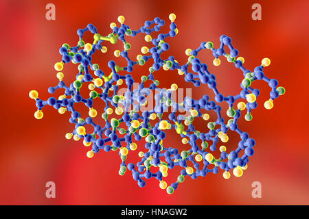 Insulin-like growth factor 1 (IGF-1), le modèle moléculaire. IGFs sont des polypeptides qui sont semblables dans leur structure moléculaire à l'insuline. L'IGF-1 est principalement sécrétée par le foie à la suite de la stimulation par l'hormone de croissance. En plus d'agir de manière similaire à l'insuline, l'IGF-1 peut également réguler la croissance cellulaire et le développement, en particulier dans les cellules nerveuses, ainsi que l'ADN (acide désoxyribonucléique) synthèse. Il joue un rôle important dans la croissance et le développement tout au long de l'enfance et à l'âge adulte. Banque D'Images