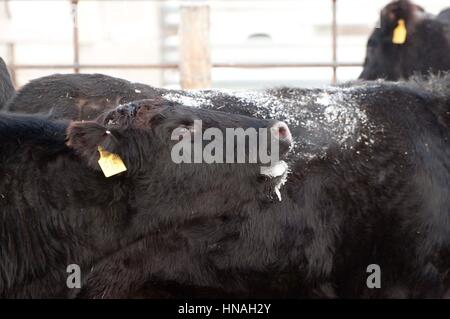 Je brays vache dans le froid de l'hiver de l'Iowa a photographié à Waterloo, IA, Etats-Unis. Banque D'Images