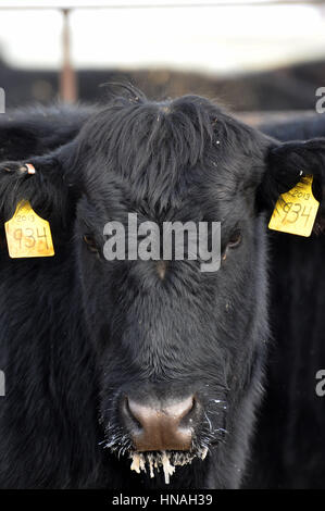 Un adulte tagged cow regarde la caméra avec glaçons pendant de son menton pris à Waterloo, WA, USA. Banque D'Images