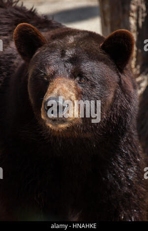 Ours noir (Ursus americanus). Banque D'Images