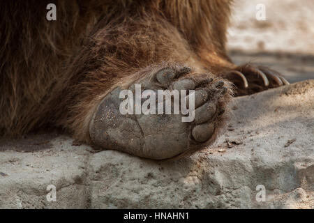 Eurasian ours brun (Ursus arctos arctos), également connu sous le nom de l'ours brun. Banque D'Images