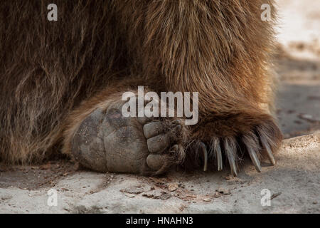 Eurasian ours brun (Ursus arctos arctos), également connu sous le nom de l'ours brun. Banque D'Images